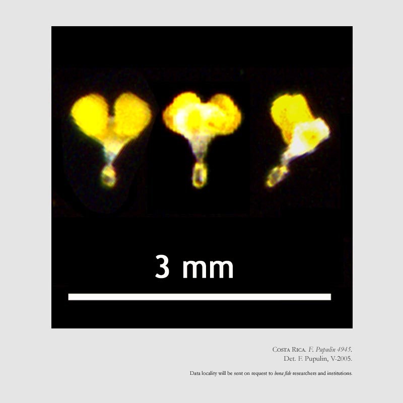 Dichaea acroblephara